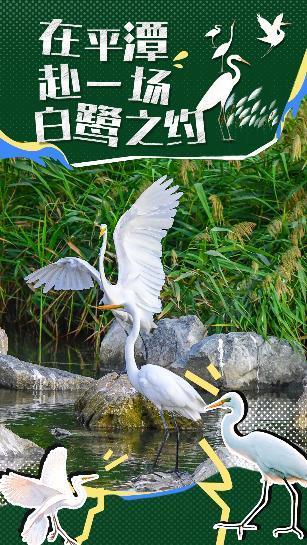 在平潭，赴一場(chǎng)白鷺之約