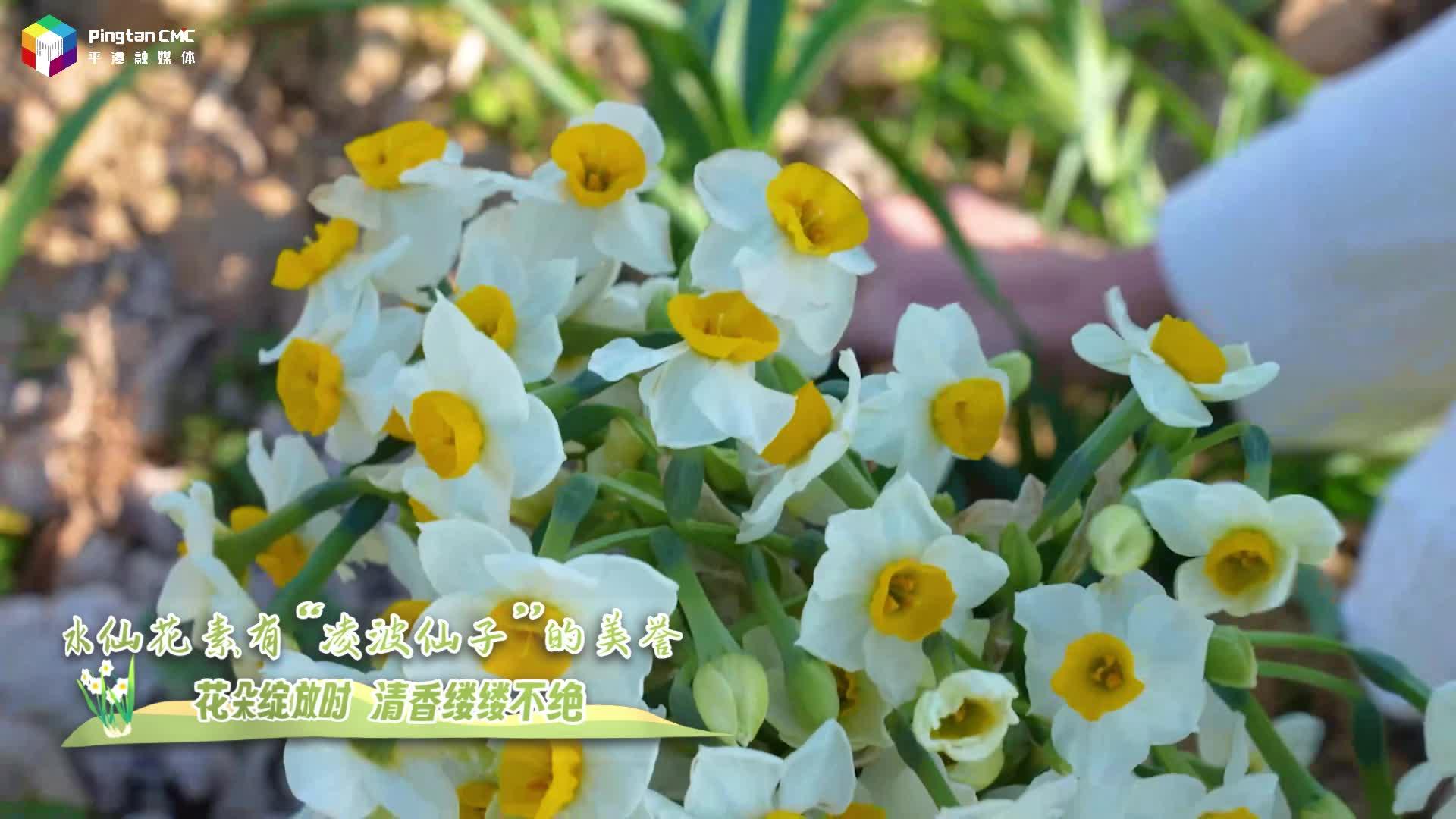 1月14日9:00點(diǎn)，把“凌波仙子”帶回家！